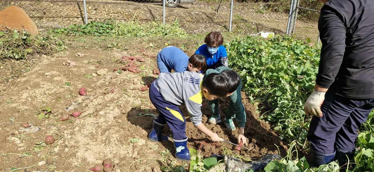 고구마수확체험