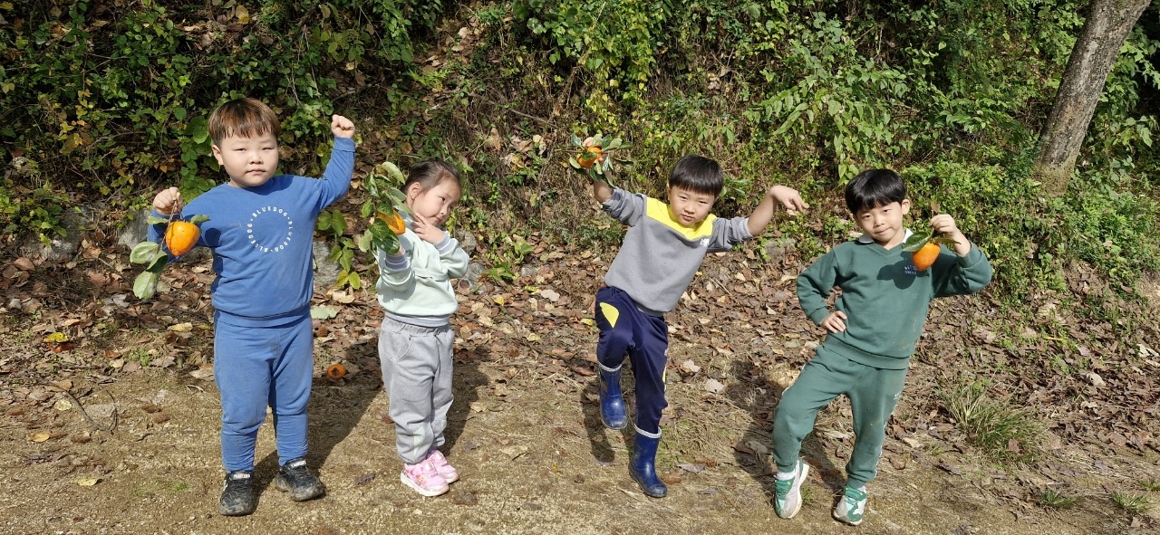 고구마수확체험