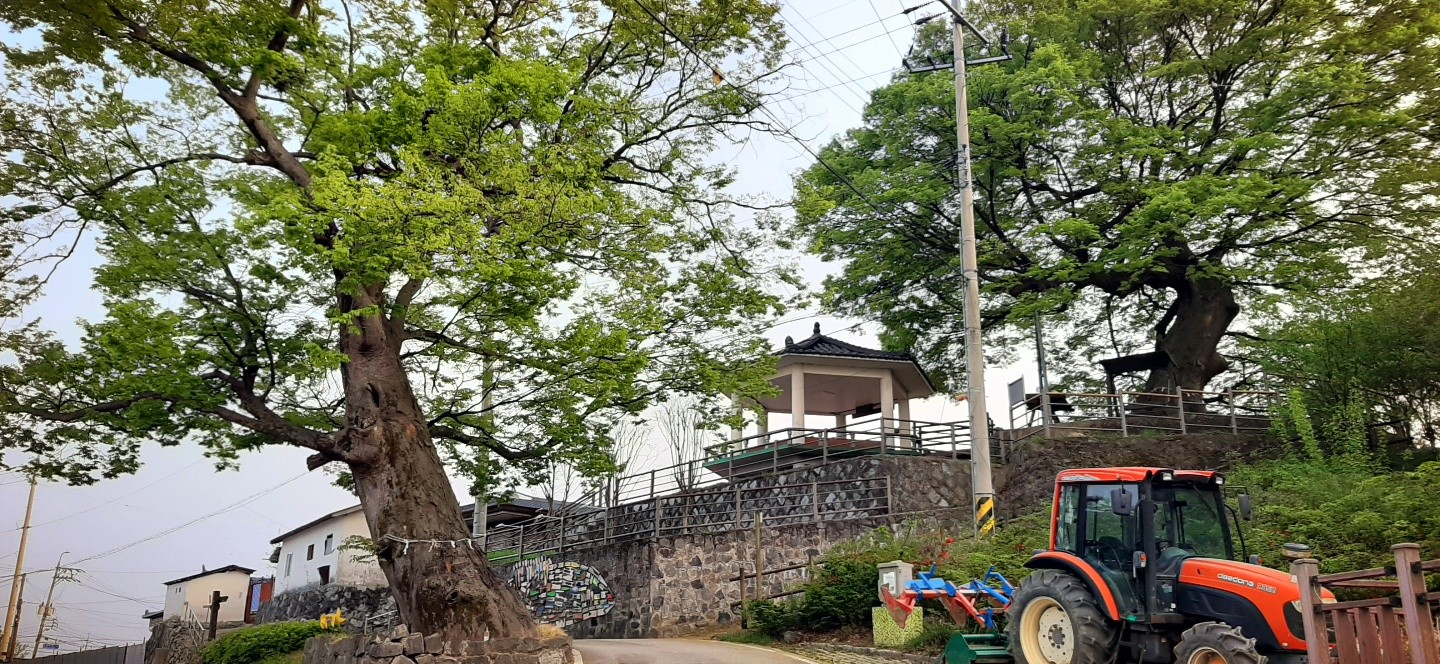 앗 봄이닷! 지금 바로 당장 가봐야 할 성당포구를 자랑할려고요