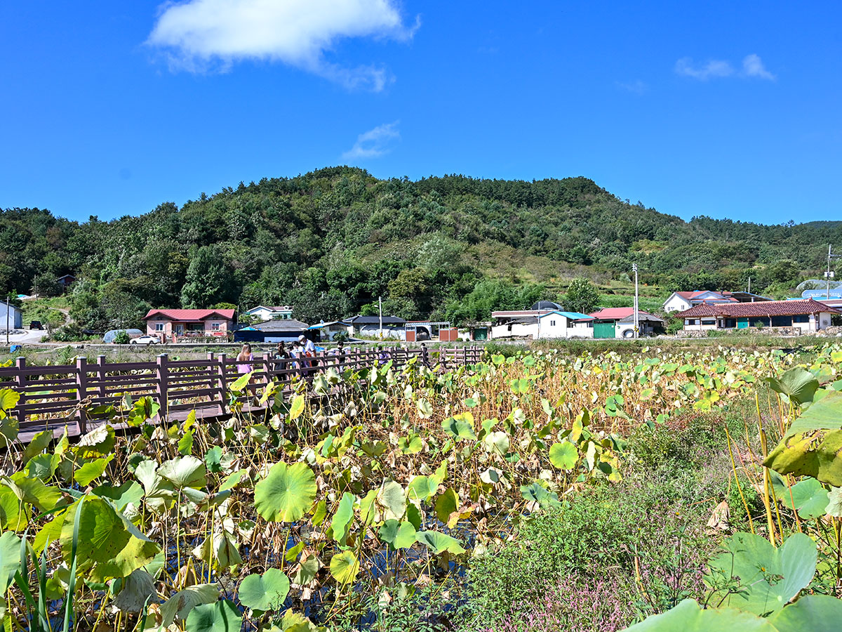 원연장 꽃잔디마을