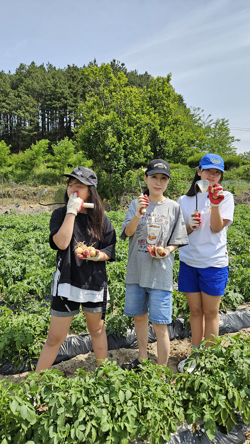 감자캐기