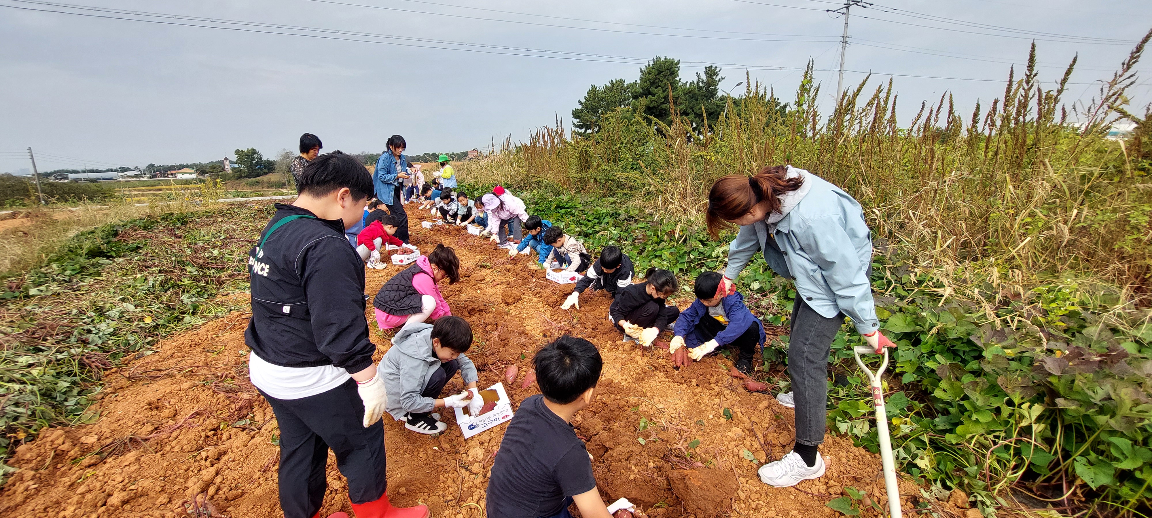 고구마 수확 체험