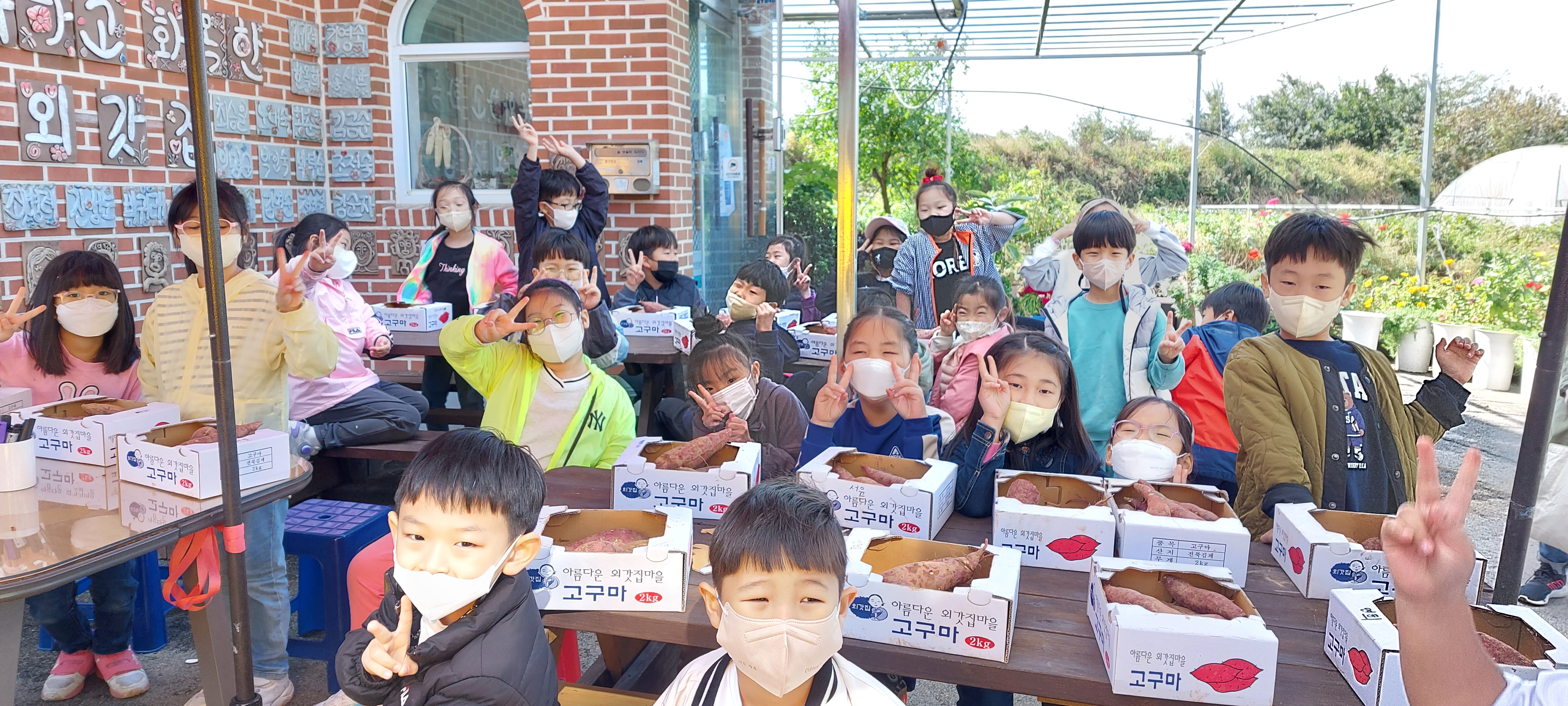 고구마 수확 체험