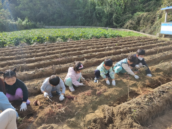 고구마 수확체험